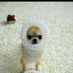 Meet your Posher, Lottie